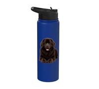 Adorable amoureux des chiens de Terre-Neuve brun Stainless Steel Insulated Water Bottle