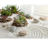 adrium Affiche 100 x 70 cm : une magnifique exposition de différentes plantes succulentes dans du sable doux, complétée par des pierres lisses