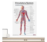 Affiche anatomie papier 25 x 20 cm | Affiche anatomie du squelette humain avec 16 tableaux enseignants, art mural pour salle de classe, tableau anatomique du système squelettique | programme d'études