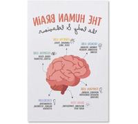 Affiche Cerveau - Impression anatomie - Décoration de bureau - Haute résolution - 30x45 cm - Sans cadre