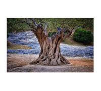 Affiche nature olivier centenaire - 60x40cm - made in France