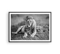 Affiche Poster 100x70cm Tableaux Image Photo lion animal nature Wall Art