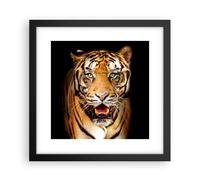 Affiche Poster 30x30cm Tableaux Image Photo tigre animal Wall Art Decoration