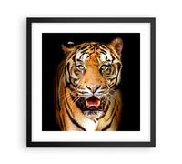 Affiche Poster 40x40cm Tableaux Image Photo tigre animal Wall Art Decoration