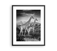 Affiche Poster 40x50cm Tableaux Image Girafes Noir Et Blancgraphie Wall Art