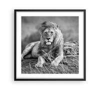 Affiche Poster 50x50cm Tableaux Image Photo lion animal nature Wall Art