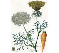 Affiche Vintage Fruits & LégumesCarotte - Poster Décoration Murale A3+ (32 x 45 cm) pour embellir et donner une touche Déco à votre Cuisine.