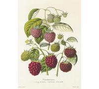 Affiche Vintage Fruits & LégumesFramboise - Poster Décoration Murale A3+ (32 x 45 cm) pour embellir et donner une touche Déco à votre Intérieur.