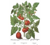 Affiche Vintage Fruits & LégumesTomates et Melon - Poster Décoration Murale A3+ (32 x 45 cm) pour embellir et donner une touche Déco à votre Cuisine.