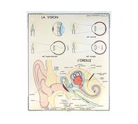 Affiche Vintage Scolaire Anatomie - Musculature humaine - Poster Décoration Murale A3+ (32 x 45 cm) pour embellir et donner une touche Déco à votre Intérieur. (Vision)