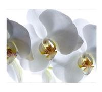 AG ART White orchid, photo murale intissée, 360x270 cm, 4 parts Multicolors G