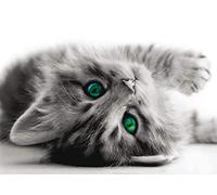 AG Design - Papiers Peints intissé - Chatte - Tapisserie Photo - Poster Photo géant - 160x110 cm - 1 lés - FTNM 2605 G