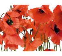 AG Design - Papiers Peint Photo - Coquelicots Sauvages - Tapisserie Photo - Poster Photo géant - 360x254 cm - 4 lés - FTS 0479 G