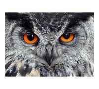 AG Design Odeur fTNm2646 Papier Peint Photo Murale Motif Chouette