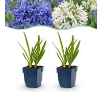 Agapanthus Duo - Lys d'Afrique - Plantes attirant les abeilles et les papillons - Bleu - Blanc - 24 plants - 15-25cm - Ø11cm - Plante de jardin