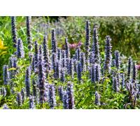 Agastache « Black Adder » 24 plants 10-25cm Ø9cm Plante vivace parfumée Violet