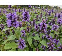 Agastache « Blue Fortune » - fleurs bleu lavande - 48 plants - attire les