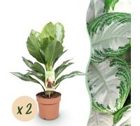 Aglaonema Silver Bay - Feuilles d'argent - Faible entretien - Vert - 2 Plantes - 70-75cm - Ø17cm - Plante d'intérieur - Vert persistant