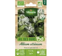 Ail des Ours - BIO