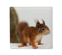 Aimant Frigo Céramique Carré - Ecureuil Trop Mignon Animal Sauvage Nature Photo Interieur - Format 5x5cm Magnet Décoratif Souvenir pour Réfrigérateur et Tableau Magnétique Imprimé en France