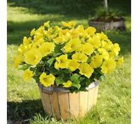 Aisamco Fleurs Artificielles pour Décoration Intérieure et Extérieure, Lot de 6 Bouquets de Liseron Faux en Soie Résistants aux UV pour Maison, Jardinière, Veranda, Terrasse, Jardin (Jaune)