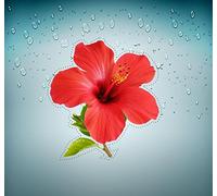 Akachafactory Autocollant Sticker Voiture Moto Biker Hibiscus Plante Arbre Fleur