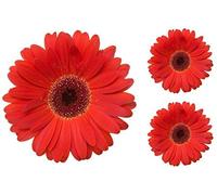 Akachafactory Set 3X Autocollant Sticker Voiture Moto Fleur Rouge Deco Enfant