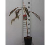 Albizia jul. 'Ombrella' ('bourbi'®) - Acacia soyeux Ombrella conteneur 40- 50 cm