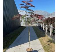 Albizia julibrissin 'Evey's Pride' - Arbre à soie (arbre du sommeil) | 120 cm en pot