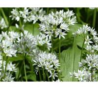 Allium ursinum - Ail des ours - 10 graines