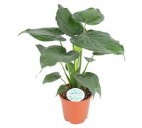 Alocasia cucullata - 70-80cm - Ø21cm - Plante d'intérieur - Vert persistant