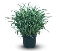 Aloe arborescens - succulentes - ↕ 100-110 cm - ⌀ 40 cm - plante d'intérieur