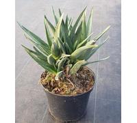 Aloe barberae x dichotoma 'Hercules' (Multi-têtes)