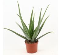 Aloe Vera - 60-70cm - Ø19cm - Plante d'intérieur - Vert persistant - Cactus et plantes succulentes