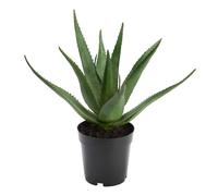 Aloe Vera Verox H38 cm POT H12D12 - Lou De Castellane