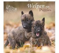 Alpha Edition - Calendrier 2026 pour chiots - Calendrier mural 30 x 30 cm (30 x 60 cm ouvert) - Pour les amoureux des chiens - 12 jolies photos de chiens, beaucoup d'espace pour les notes, avec jours