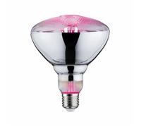 Ampoule LED fil Paulmann PAR38 E27 - pousse-plante - 6,5W/230V
