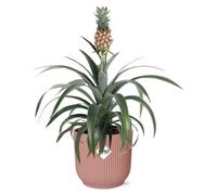 Ananas Mi Amigo en ELHO Vibes Pliage rose - 30-40cm - Ø14cm - Plante d'intérieur - Vert persistant