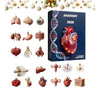 Anatomy - Pendentif de Noël 24 jours en acrylique 2D, compte à rebours scientifique, calendrier d'anatomie humaine pour infirmières, étudiants, médecins, anniversaire, remise de diplôme