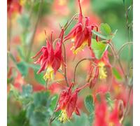 Ancolie naine Little Lanterns - Belles fleurs de printemps rouge et jaune