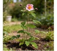 Anémone hupehensis September Charm 20cm Godet 9cm - Anemone