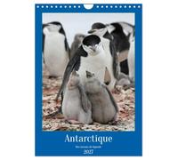 Antarctique des oiseaux de légende (Calendrier mural 2027 DIN A4 horizontal), CALVENDO calendrier mensuel: A la découverte des oiseaux d'Antarctique