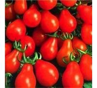 ANVIN Germination Les graines: 200 graines Bio, Poire Rouge Tomate Graines Graines