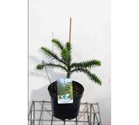 Araucaria araucana - Sapin des Andes, arbre à queue de singe | 30-40 en pot