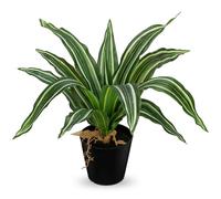 Arborus Plante Dracaena artificielle en pot - 35,1 cm - Pour salle de bain, salon, bureau, décoration d'intérieur