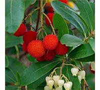 Arbousier (Arbutus unedo) | 60-80 cm en pot