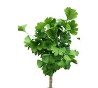 Arbre à feuilles en éventail 'Ginkgo biloba Mariken' Haute tige 120 - 140 cm
