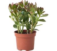 Arbre à jade - Crassula ovata - Hauteur 15-25cm - ø12cm