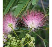 Arbre à soie - Albizia julibrissin 'Ombrella' | 40-50 cm en conteneur