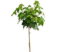 Arbre ambre Liquidambar Styraciflua 'Gumball' haute tige 125 - 150 cm